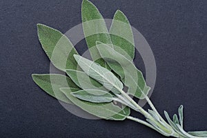 Fresh Organic Garden or Common Sage Salvia officinalis leaves on natural stone. Lamiaceae mint family.