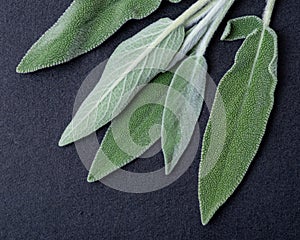 Fresh Organic Garden or Common Sage Salvia officinalis leaves on natural stone. Lamiaceae mint family.