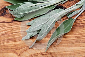 Fresh Organic Garden or Common Sage Salvia officinalis leaves on natural wood. Lamiaceae mint family.