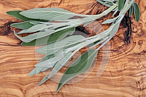 Fresh Organic Garden or Common Sage Salvia officinalis leaves on natural wood. Lamiaceae mint family.