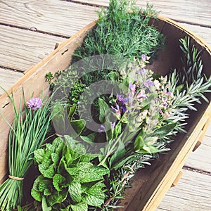 Fresh organic garden herbs: chives, mint, kaffir lime leaves, th