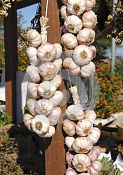 Fresh organic garlic