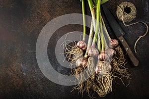 Fresh organic garlic bulbs