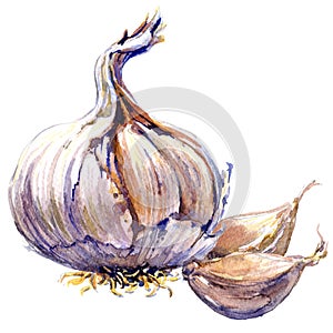 Fresh organic garlic cloves and bulb isolated, watercolor illustration on white