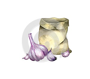 Fresh organic garlic cloves and bulb, watercolor illustration isolated on white. Elements for product design, packaging