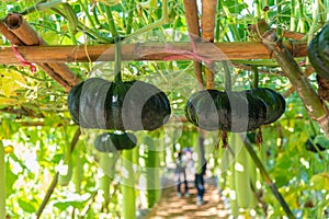 Fresh and organic giant green pumpkins hanging down from the bamboo arch in pumpkin ornament, Japanese squash vegatable farm