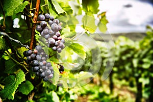 Fresh organic grape on vine branch