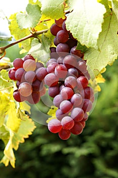 Fresh organic grapes