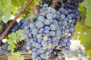 Fresh organic grapes vineyards. Buca / Izmir / Turkey