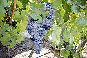 Fresh organic grapes vineyards. Buca / Izmir / Turkey photo