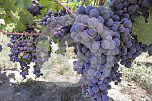 Fresh organic grapes vineyards. Buca / Izmir / Turkey photo