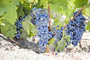 Fresh organic grapes vineyards. Buca / Izmir / Turkey photo