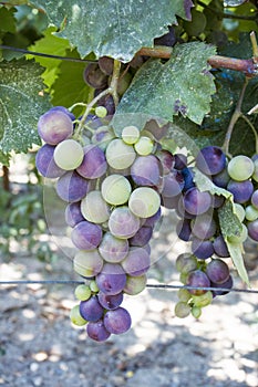 Fresh organic grapes vineyards. Buca / Izmir / Turkey photo