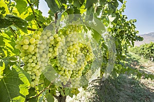 Fresh organic grapes, vineyards. Turkey / Izmir / Foca