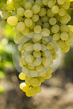 Fresh organic grapes, vineyards. Turkey / Izmir / Foca