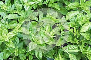 Fresh organic green basil growing in the garden. Top view of plenty fresh green basil plant leaves. Green basilico bushes.