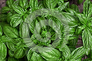 Fresh organic green basil plant in the garden