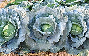 Fresh organic green big cabbage vegetables salad in farm for health, food and agriculture concept design