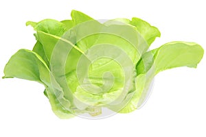 Fresh Organic Green Butter head Lettuce vegetable or Salad vegetable  hight  nutrition isolated on white back ground close-up