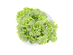 The Fresh organic green coral lettuce salad isolated on white background