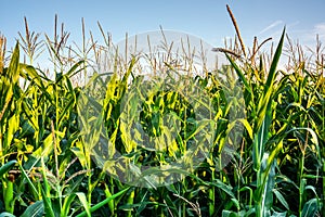Fresh organic green corn growing up on field against blue sky