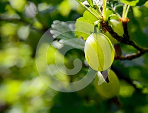 Fresh organic green gooseberries on a branch of gooseberry bush in the fruit garden.