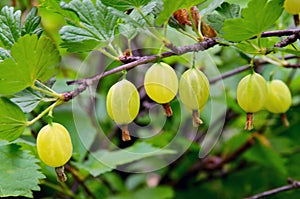 Fresh organic green gooseberries on a branch of gooseberry bush in the fruit garden.