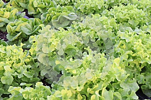 Fresh organic green leaf Lettuce salad vegetable including Green oak Lettuce spring growing in farmland close up background