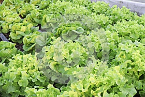 Fresh organic green leaf Lettuce salad vegetable including Green oak Lettuce spring growing in farmland close up background