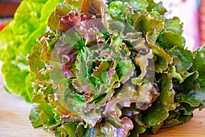 Fresh organic green lettuce leaf vegetable ready to eat in salad