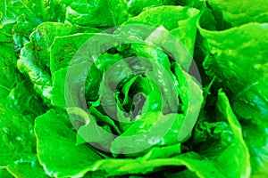 Fresh organic green lettuce leaf vegetable ready to eat in salade, healthy food concept