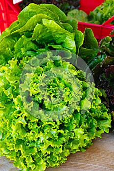 Fresh organic green lettuce leaf vegetable ready to eat in salad