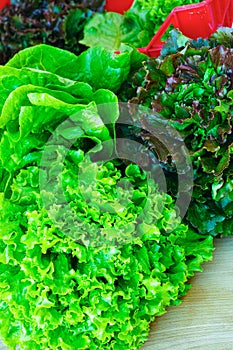 Fresh organic green lettuce leaf vegetable ready to eat in salade, healthy food concept