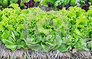 Fresh organic green lettuce vegetables salad in farm for health, food and agriculture concept design