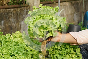 Fresh organic green oak culture in aquaponic or hydroponic farm