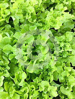 Fresh organic green oak leaf lettuce salad vegetable farm. raw healthy veggies natural food background. top view