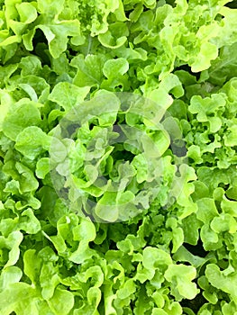 Fresh organic green oak leaf lettuce salad vegetable farm. raw healthy veggies natural food background. top view