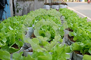 Fresh organic green oak lettuce growing