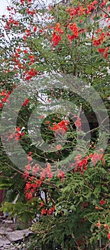 Fresh Organic Green Papayas on the Tree â Ready for Harvest!