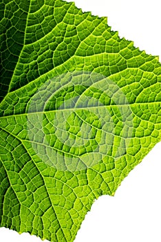 fresh organic green plant leaf cucumber macro close-up background