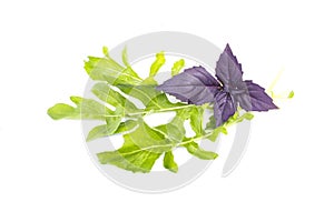 Fresh organic green rukkola, rucola or arugula and violet basil, heap, salad leaves, vegetarian food, close-up, isolated