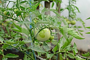 Fresh organic green unripe tomato on plant - Solanum lycopersicum