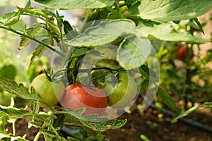 Fresh organic green unripe tomato and red ripe tomato on the same plant - Solanum lycopersicum