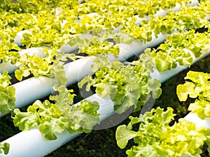 Fresh organic green vegetables salad