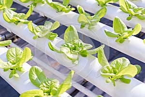 Fresh organic green vegetables salad in hydroponics greenhouse farm.