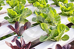 Fresh organic green vegetables salad in hydroponics greenhouse farm for health food and agriculture concept design.
