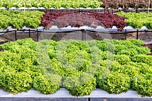 Fresh organic green vegetables salad in hydroponics greenhouse farm for health food and agriculture concept design.