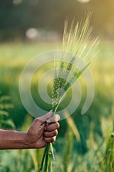 Fresh organic green wheat ear in crop field