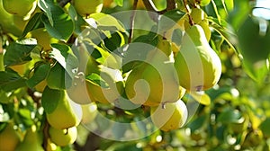 Fresh Organic Green Whole Pears on Tree Background Selective Focus