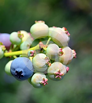Fresh organic green young blueberries on blueberry bush